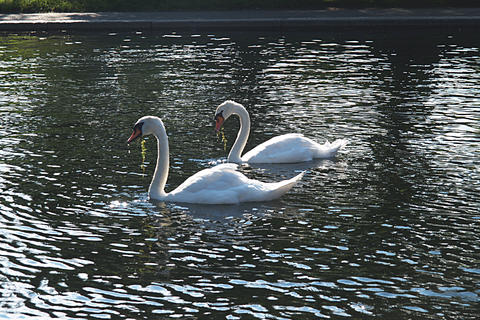 Swans #4