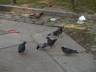 Pidgeons