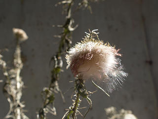 Bull thistle