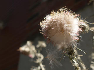 Bull thistle #2