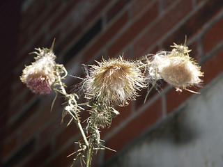 Bull thistle #4