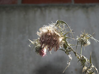 Bull thistle #5