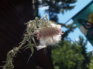 Bull thistle #6