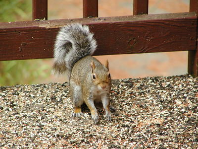 Squirrel #2