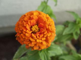 Orange flower