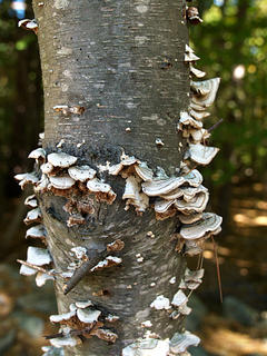 Tree fungus