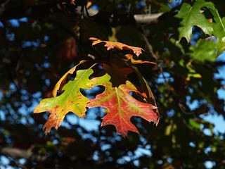 Fall leaves #2