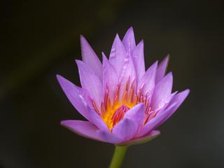 Water lily