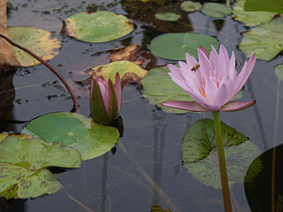Bee and water lily