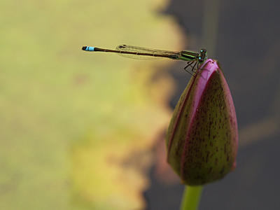 Damselfly on water lily
