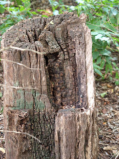 Tree stump