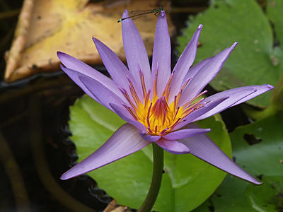 Dragonfly and water lily