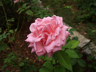 Pink rose