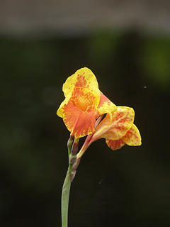 Yellow and red flower
