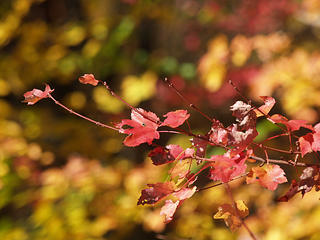 Fall leaves #5