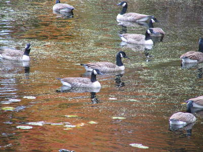 Geese in fall #2