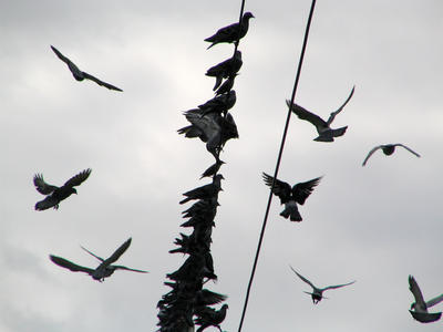 Birds on a wire