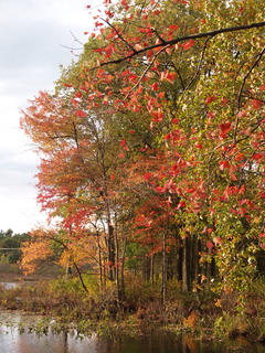 Spectacle pond in fall #2