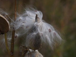 Milkweed