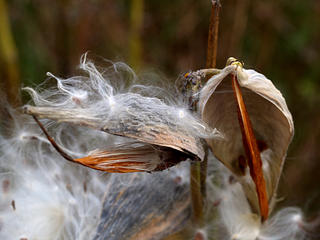Milkweed #2