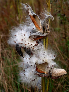 Milkweed #3