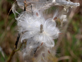 Milkweed #4