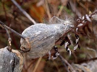 Milkweed #5