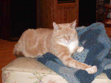 Let sleeping cats lie