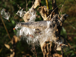 Milkweed #6