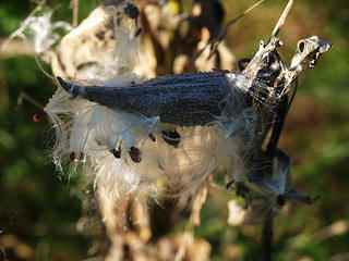 Milkweed #7