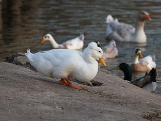 Duck with headpiece #2