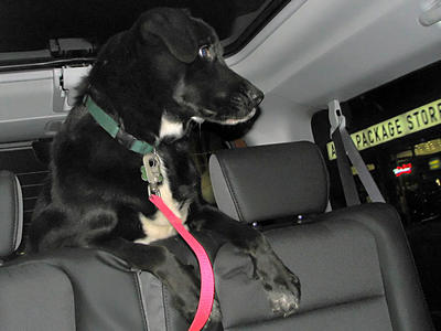 Daisy going to the vet