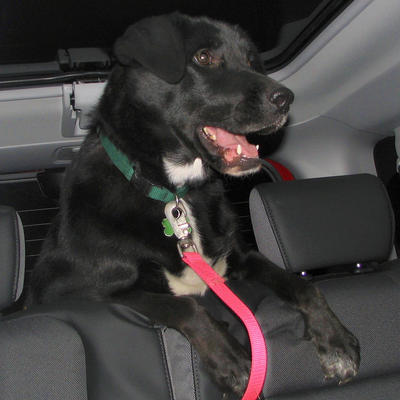 Daisy going to the vet #2