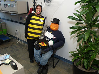 The bee and the pumpkin