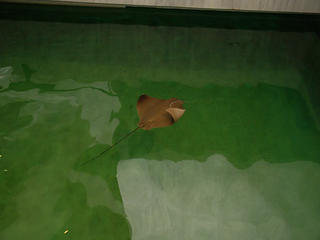 Stingray