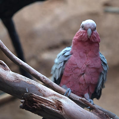 Galah Cockatoo