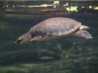 Swimming turtle