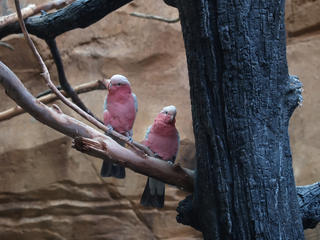 Galah Cockatoo #2