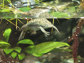African clawed frog