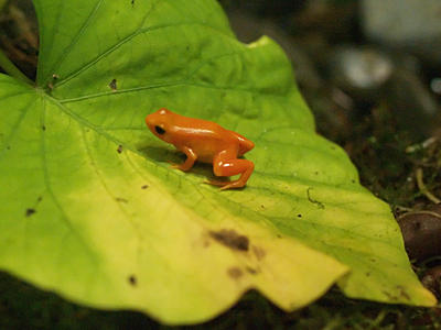 Mantella frog