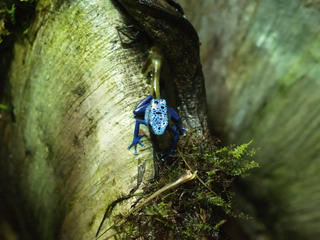 Poison dart frog