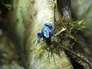 Poison dart frog #2