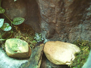 Fire-bellied toad #2