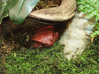 Tomato frog