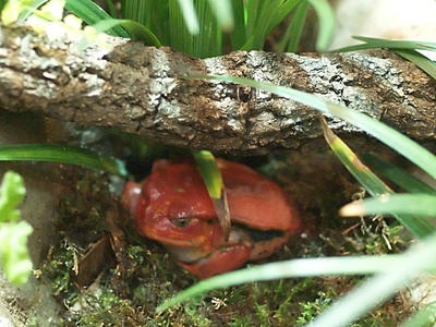 Tomato frog #2