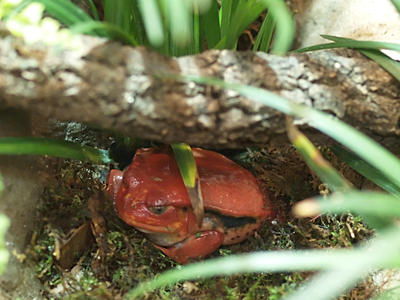 Tomato frog #3