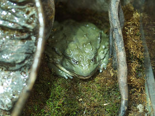 African bullfrog