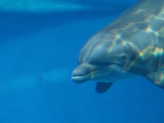 Dolphin