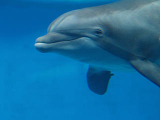 Dolphin #2