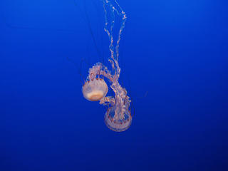 Purple-stripped jelly